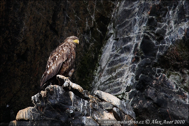 Haliaeetus albicilla