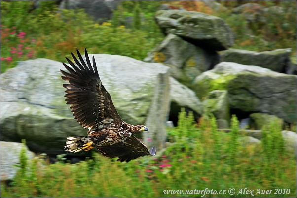 Haliaeetus albicilla