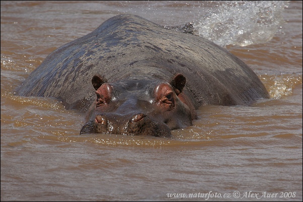 Hippopotame