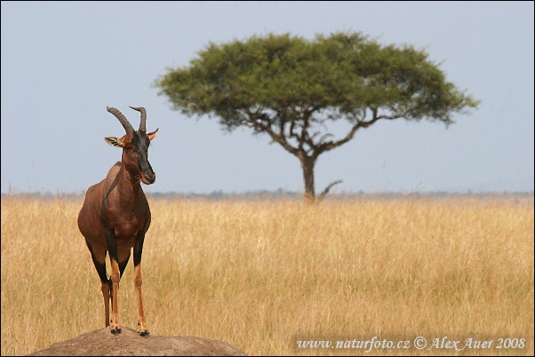 Leierantilope