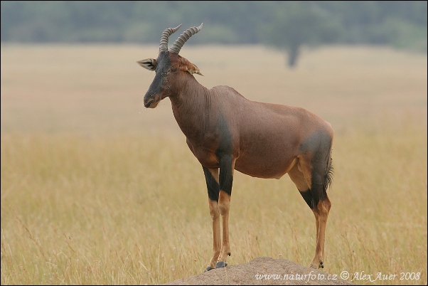 Leierantilope