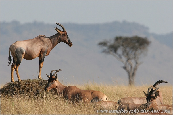 Leierantilope