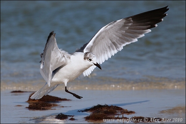 Leucophaeus atricilla