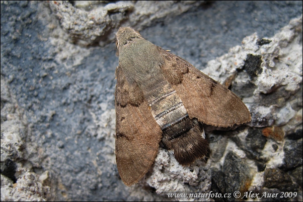 Macroglossum stellatarum