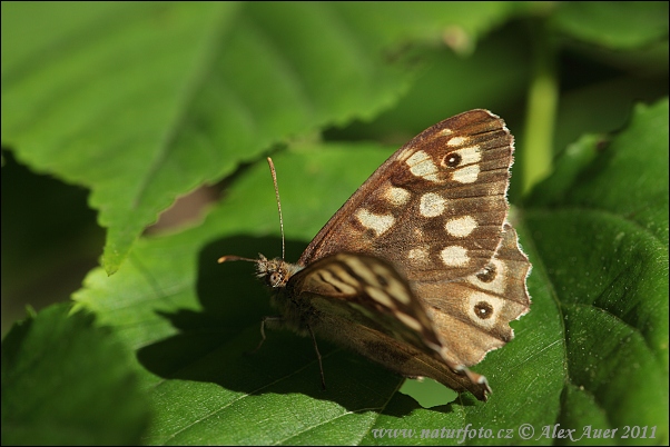 Margasis satyras