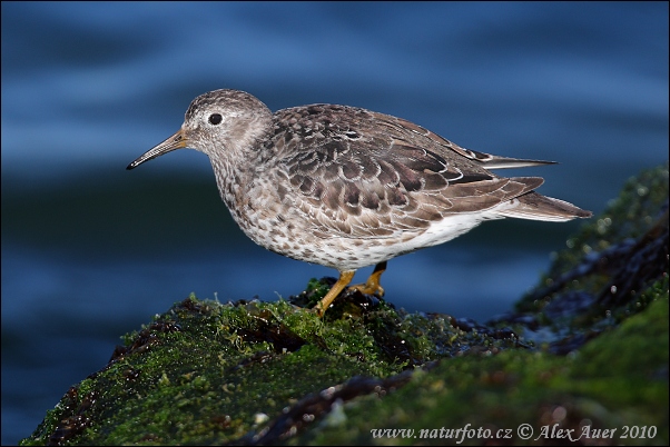 Meerstrandläufer