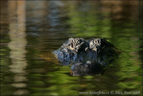 Mississippi-Alligator