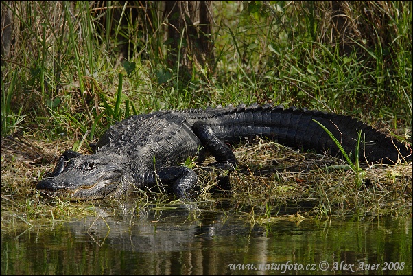 Mississippi-Alligator