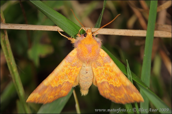 Mörkbandat gulvingfly