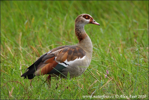 Nilgans