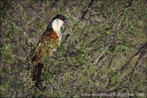 oppery-tailed Coucal