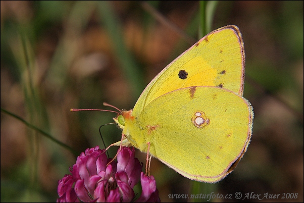 Postillon Schmetterling