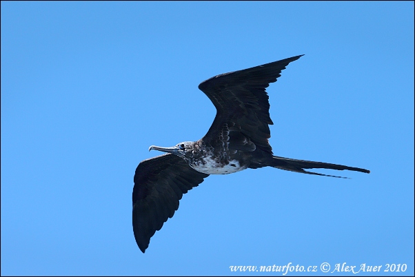 Prachtfregattvogel