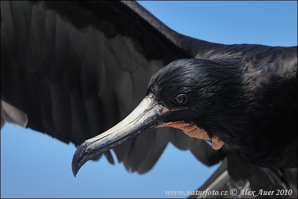 Prachtfregattvogel