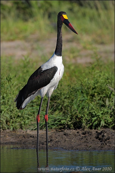 Sattelstorch