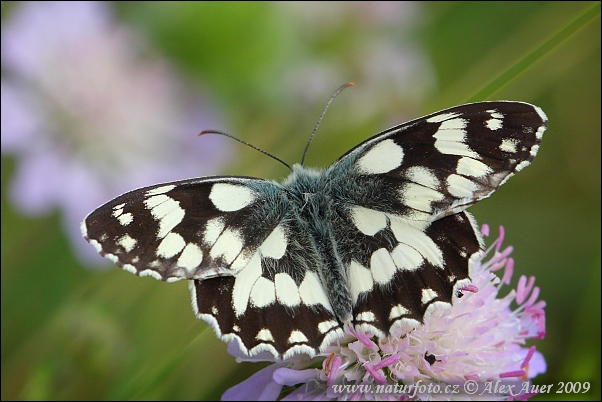 Schachbrett Schmetterling