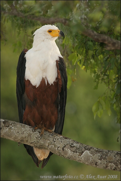 Schreiseeadler