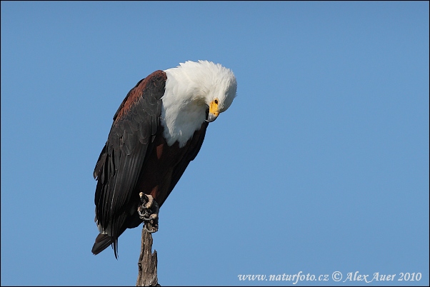 Schreiseeadler