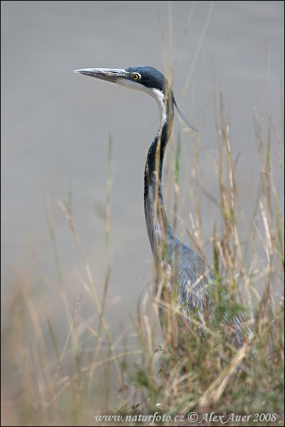 Schwarzhalsreiher