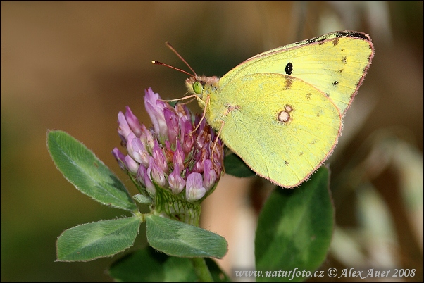 Soufré papillon