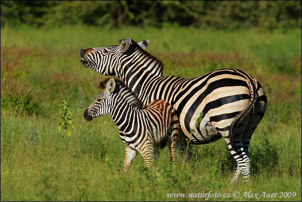 Steppenzebra Pferdezebra