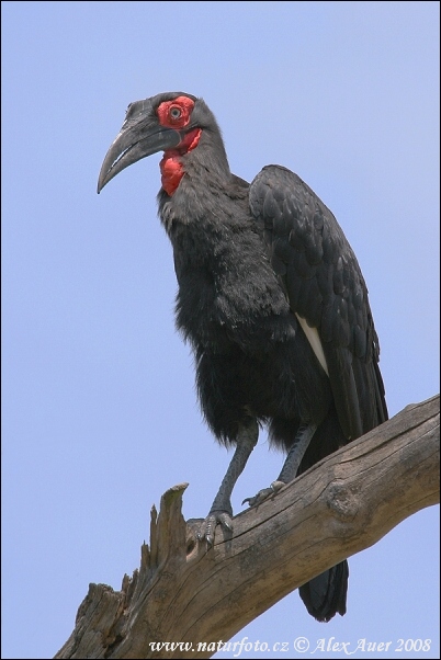 Südlicher Hornrabe