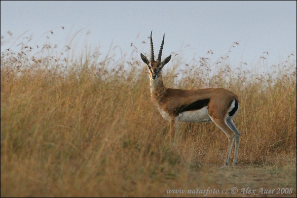 Thomson-Gazelle