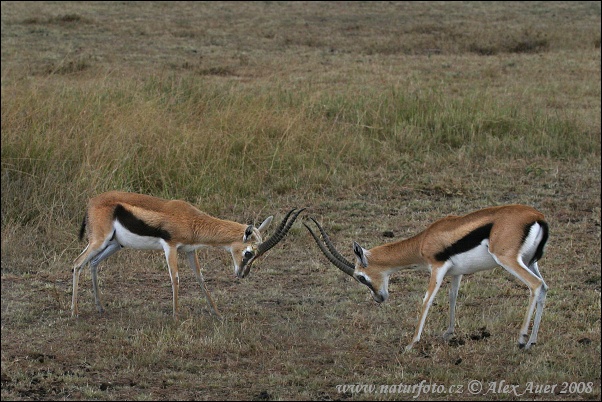 Thomson-Gazelle