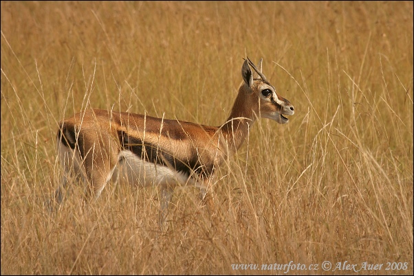 Thomson-Gazelle