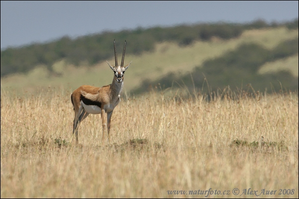 Thomson-Gazelle