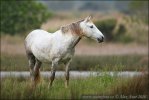 Camargue-Pferd