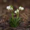 Frühlings-Knotenblume