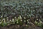 Frühlings-Knotenblume