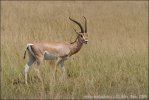 Grant-Gazelle