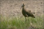 Hammerkopf Vogel