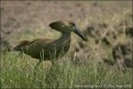 Hammerkopf Vogel