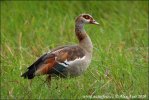 Nilgans