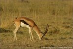 Thomson-Gazelle