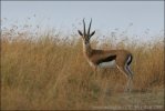 Thomson-Gazelle