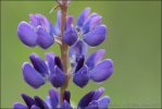 Vielblättrige Lupine