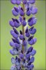 Vielblättrige Lupine