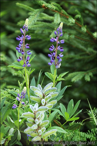 Vielblättrige Lupine