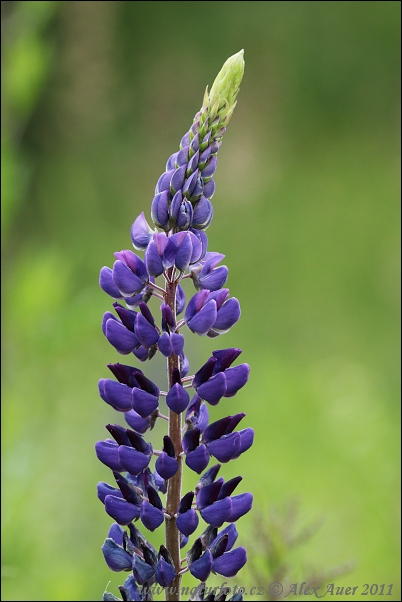 Vielblättrige Lupine