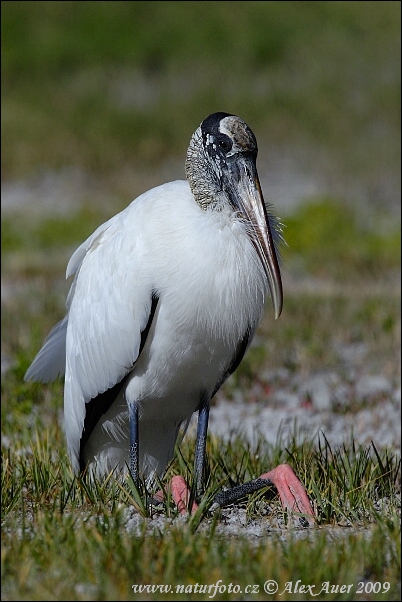 Waldstorch