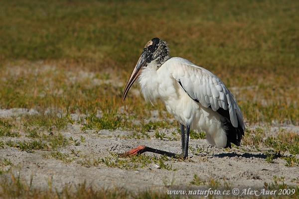 Waldstorch