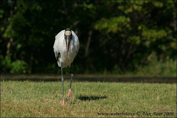 Waldstorch