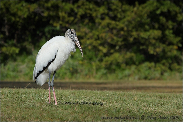 Waldstorch