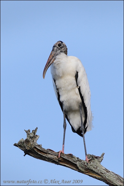 Waldstorch