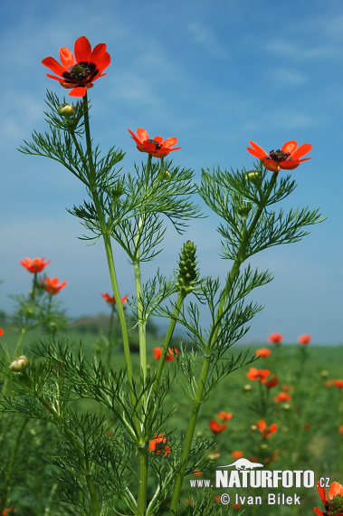 夏侧金盏花照片 圖片