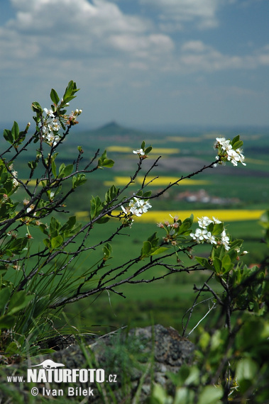 abanı gilas